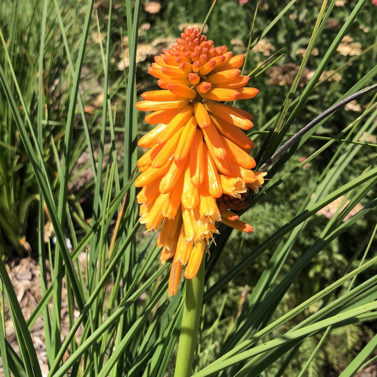 Kniphofia uvaria : PYROMANIA ORANGE BLAZE Perene Superbe