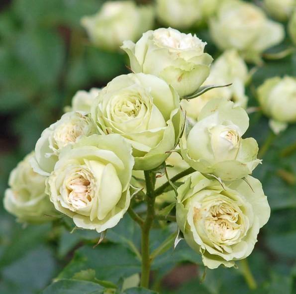 LOVELY GREEN Trandafir floribunda