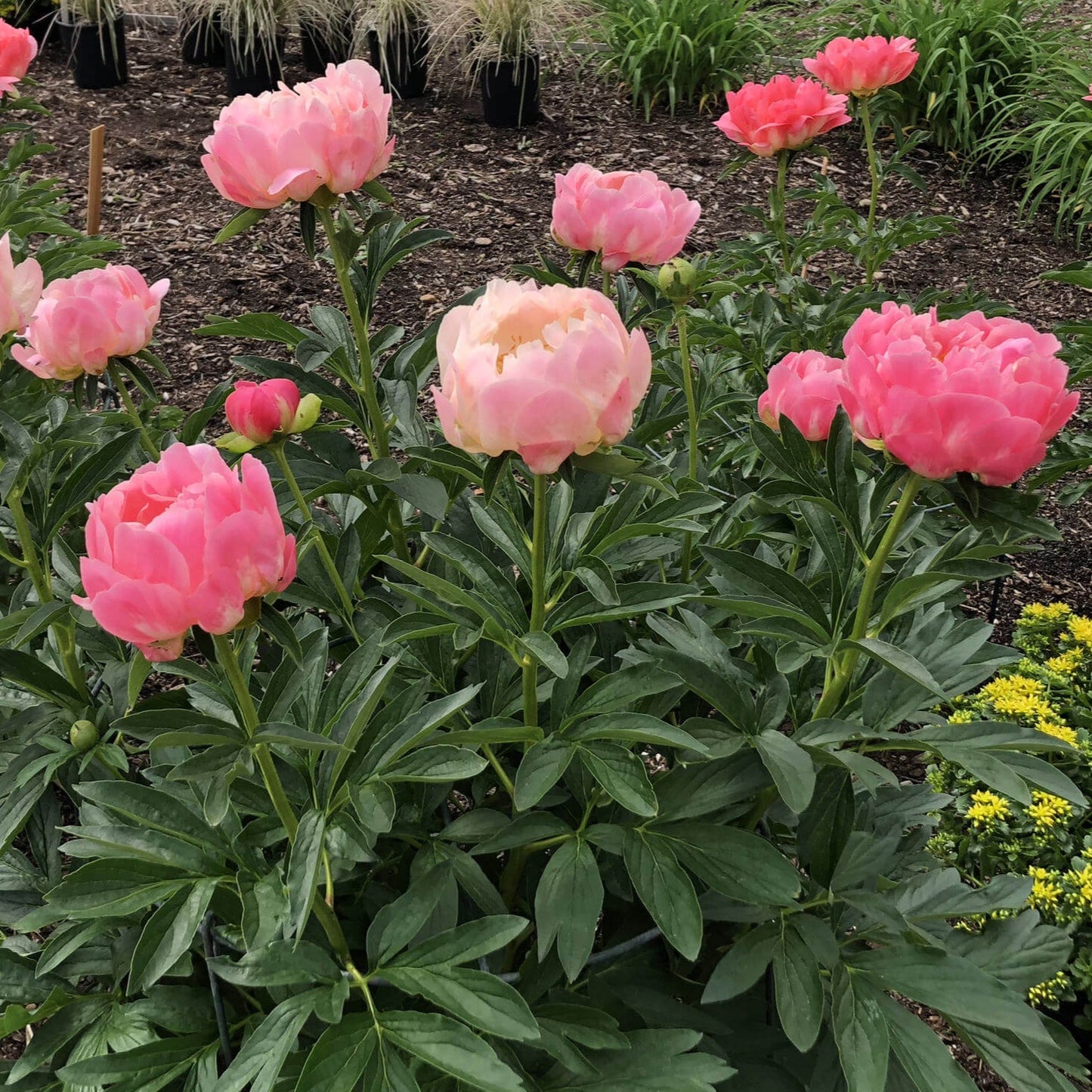 Paeonia lactiflora : CORAL SUNSET Perene Superbe