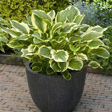 Hosta : SO SWEET - Pepiniera Jardina