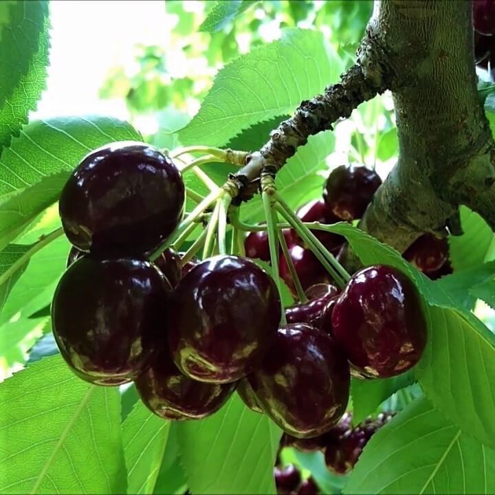 Cires LAPINS - Pepiniera Jardina