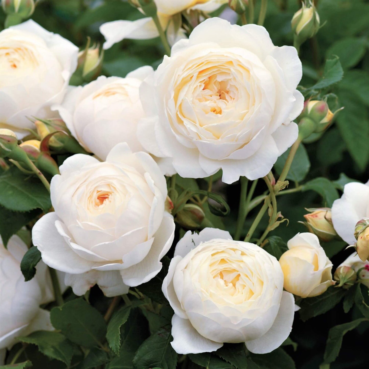 CLAIRE AUSTIN Trandafir floribunda