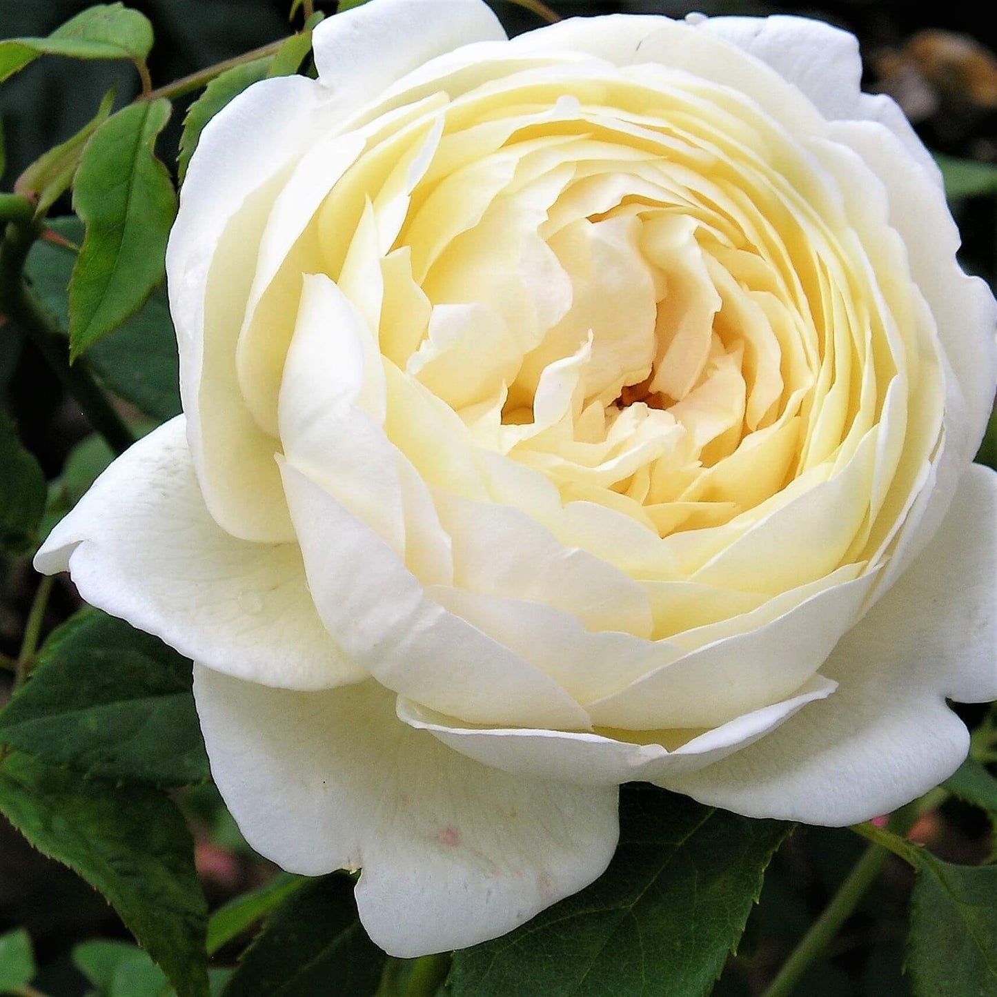 CLAIRE AUSTIN Trandafir floribunda