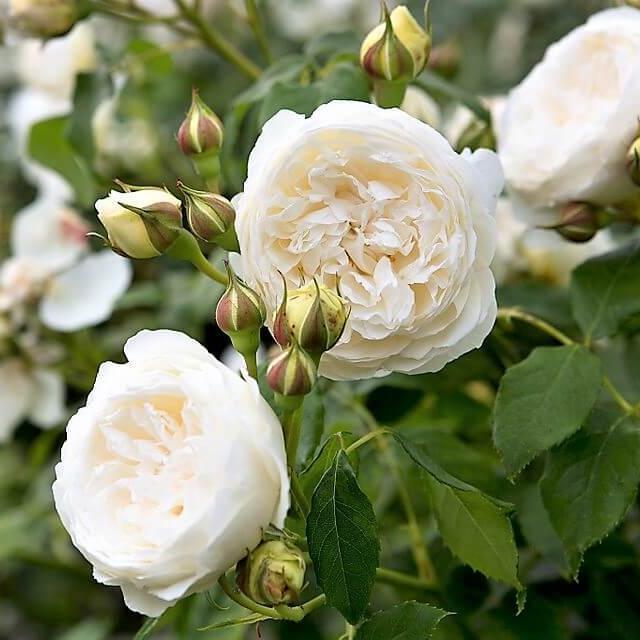 CLAIRE AUSTIN Trandafir floribunda