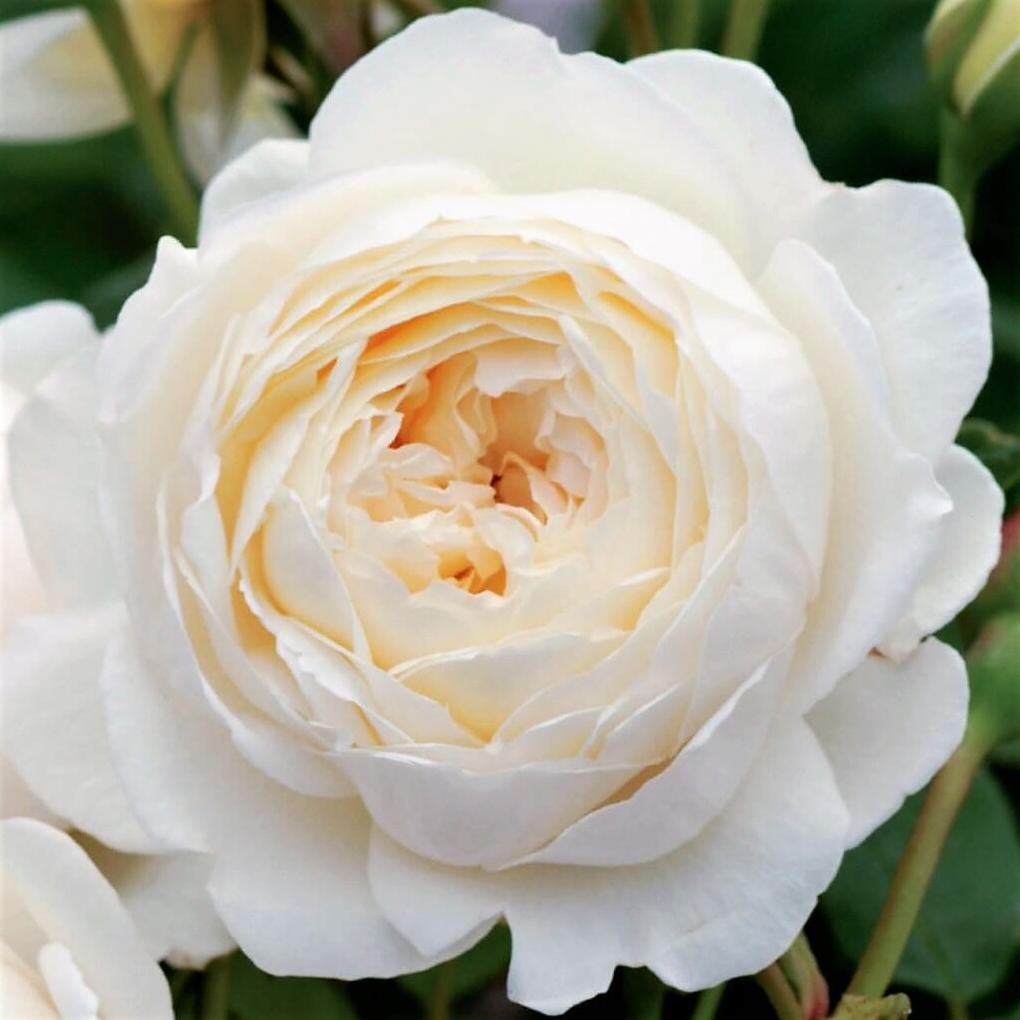 CLAIRE AUSTIN Trandafir floribunda