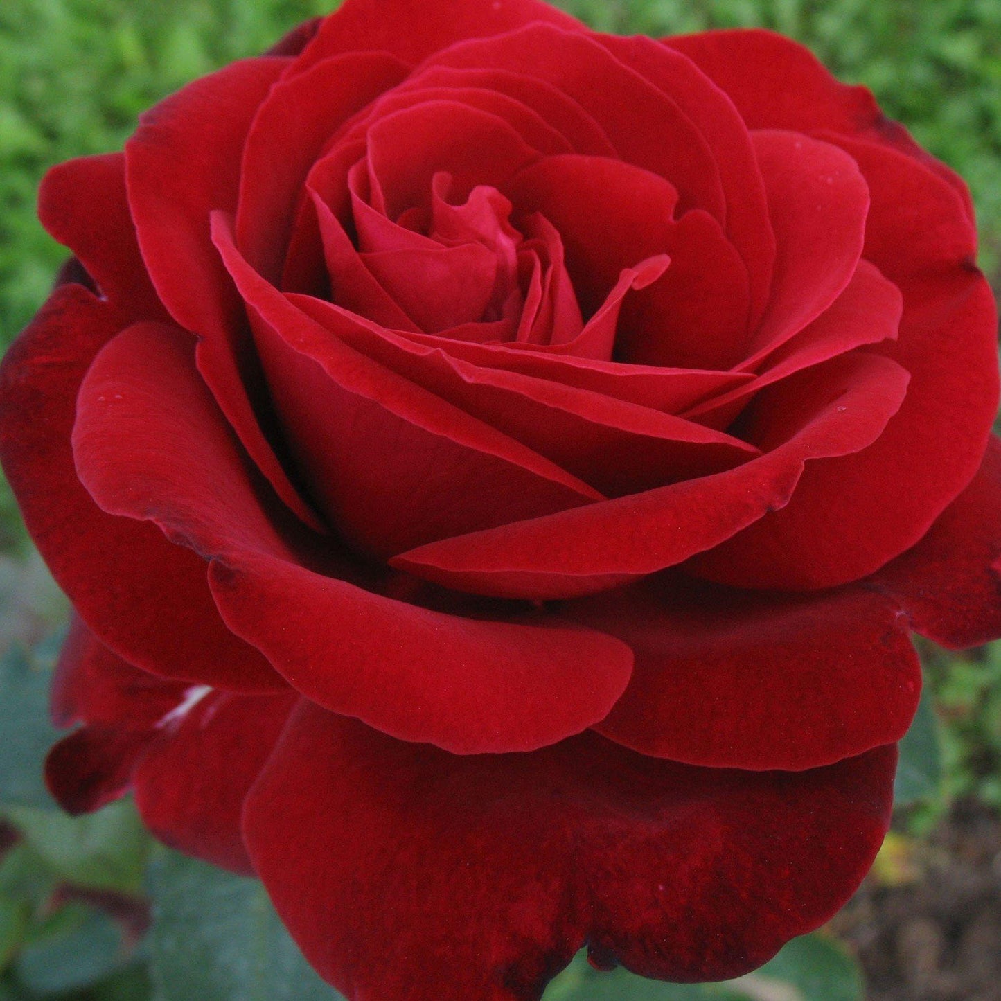 EDITH PIAF