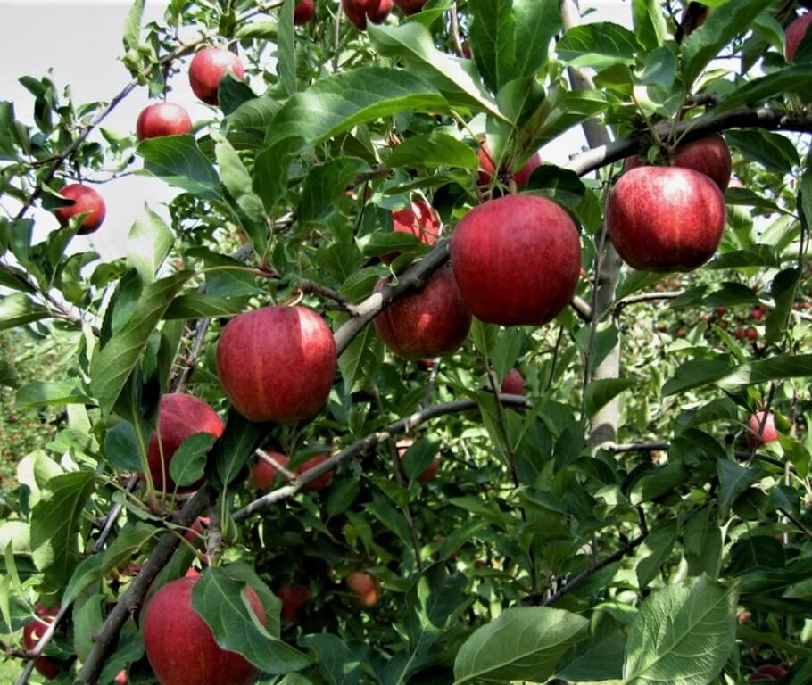 Mar GALA - Pepiniera Jardina