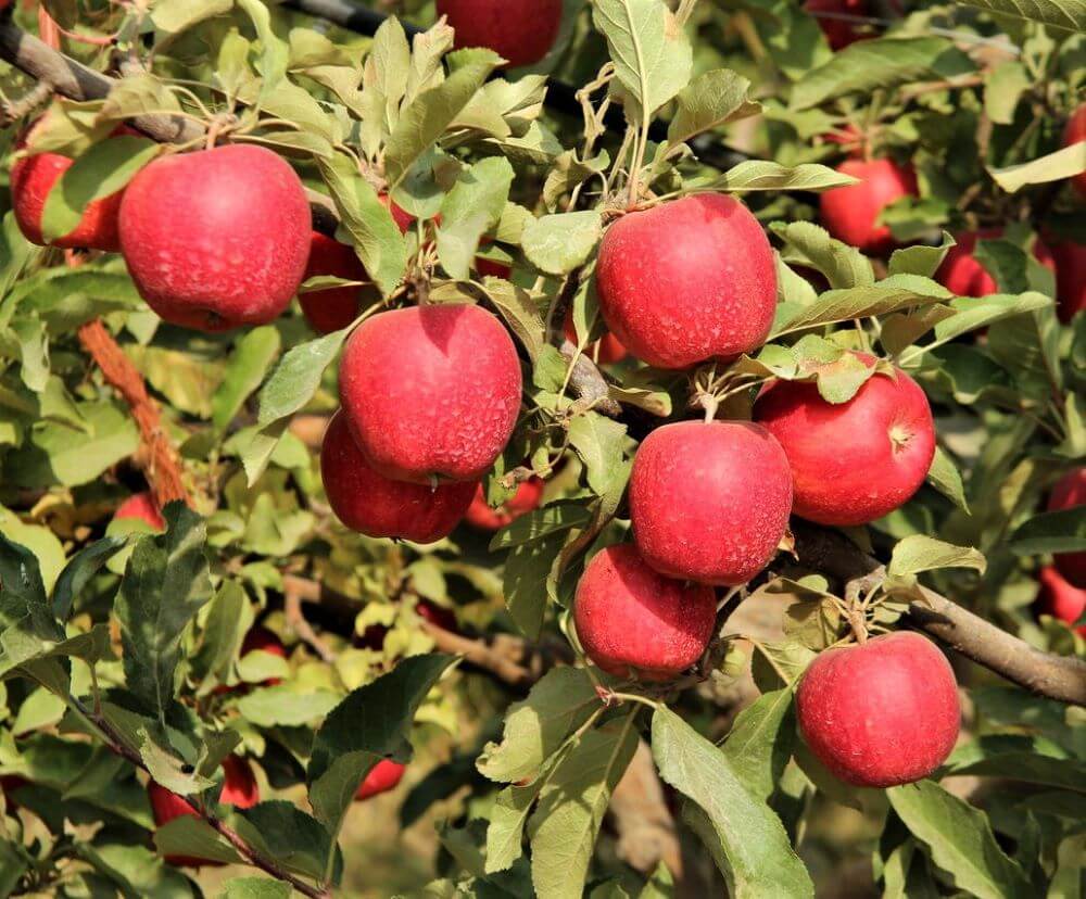 Mar GALA - Pepiniera Jardina