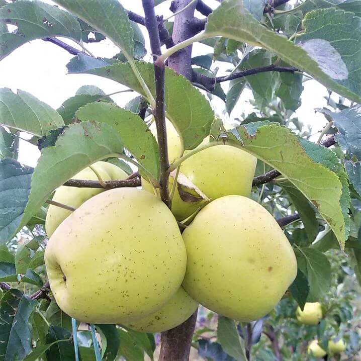 Mar GOLDEN REINDERS - Pepiniera Jardina