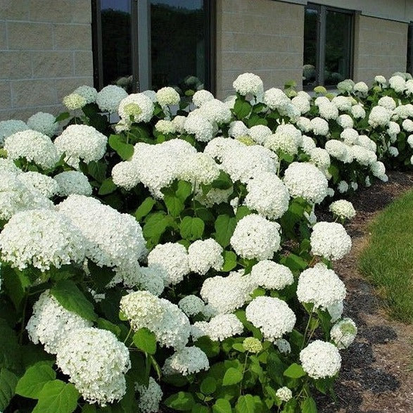 Hortensie Annabelle