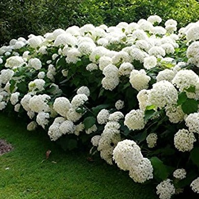 Hortensie Annabelle