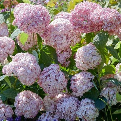 Hortensie Arborescens Bubblegum