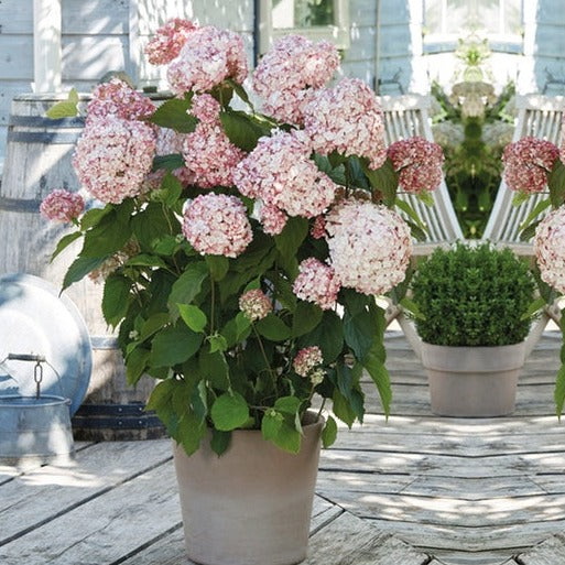 Hortensie Arborescens Bubblegum