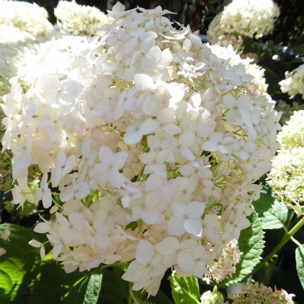 Hortensie Arborescens Marshmallow