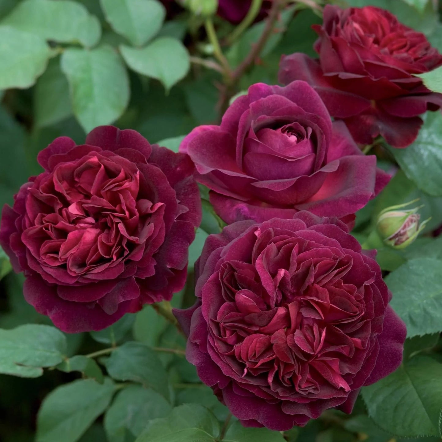MUNSTEAD WOOD Trandafir floribunda