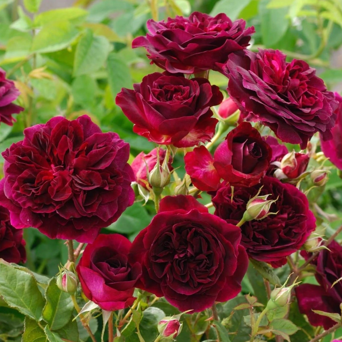MUNSTEAD WOOD Trandafir floribunda