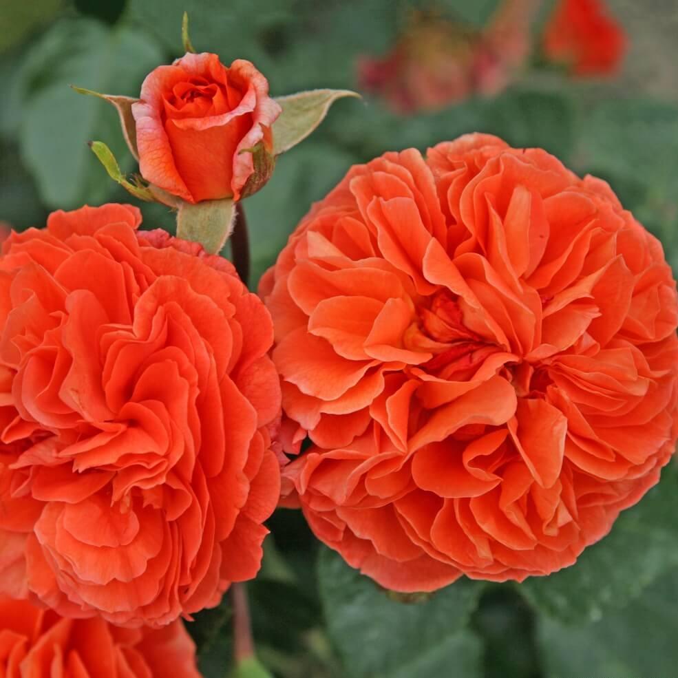 ORANGERIE Trandafir floribunda