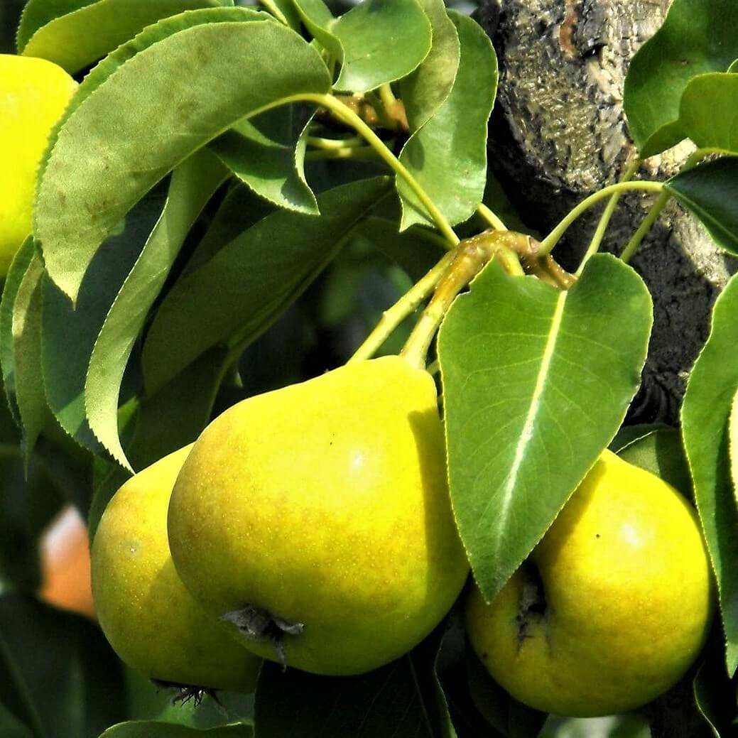 Par ARABITKA Par de anul 2 - tip varga