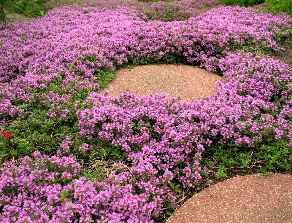 THYMUS PRAECOX RED CARPET Jardina.eu