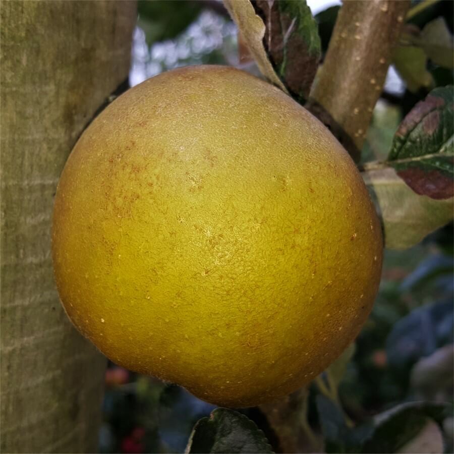 Mar RENET DE CANADA Mar de anul 2 - coroana proiectata