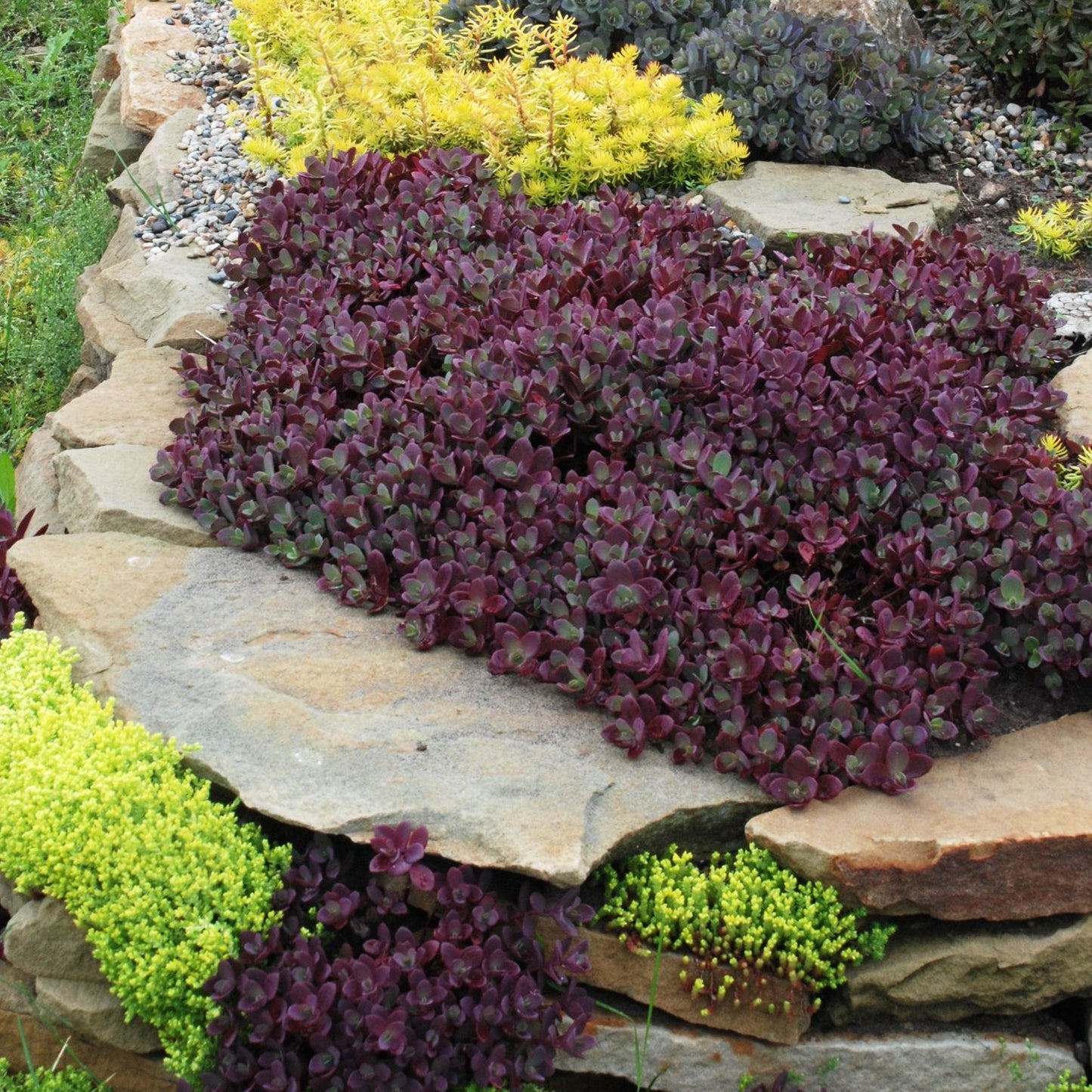 SEDUM SUNSPARKLER : FIRECRACKER Jardina.eu