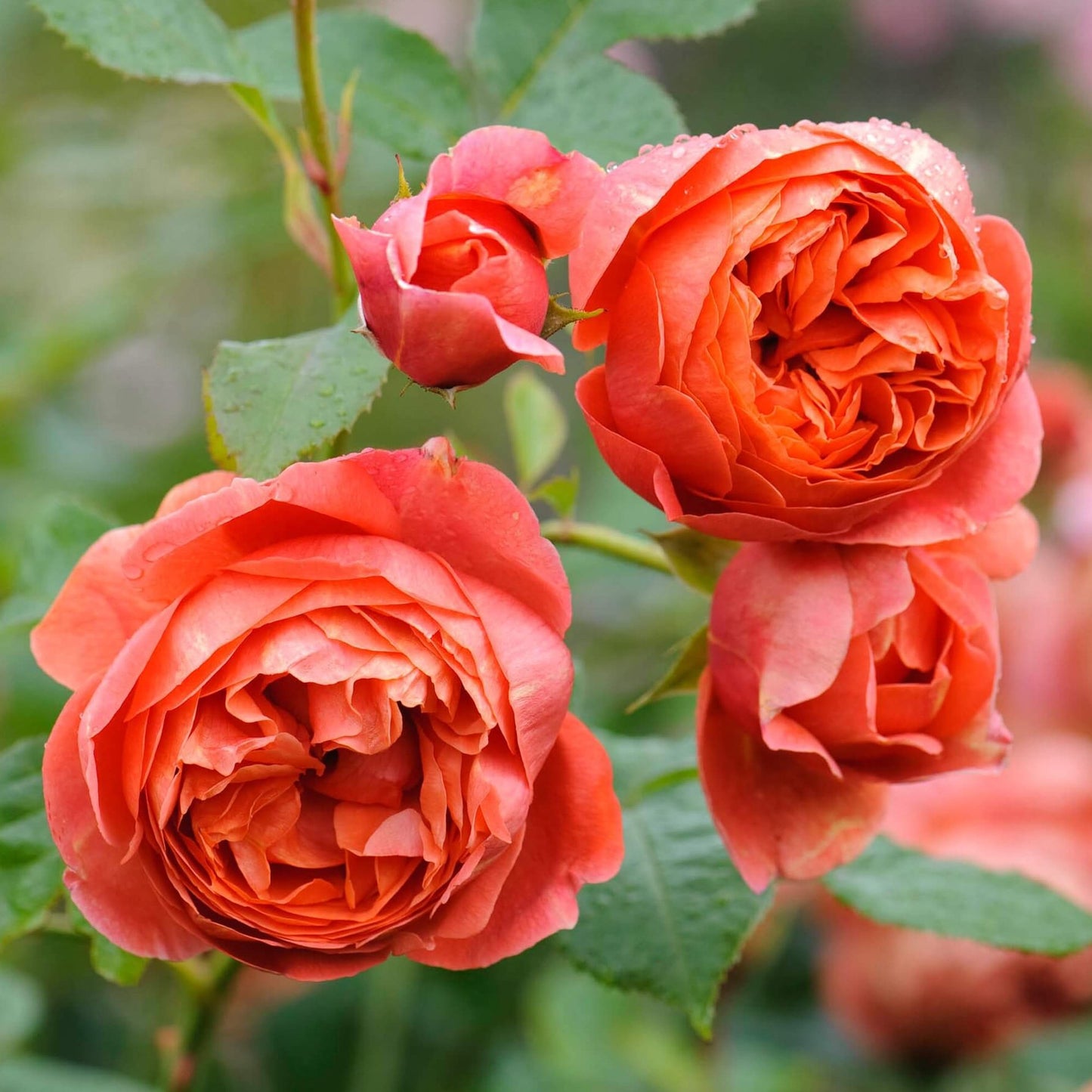 SUMMER SONG Trandafir floribunda