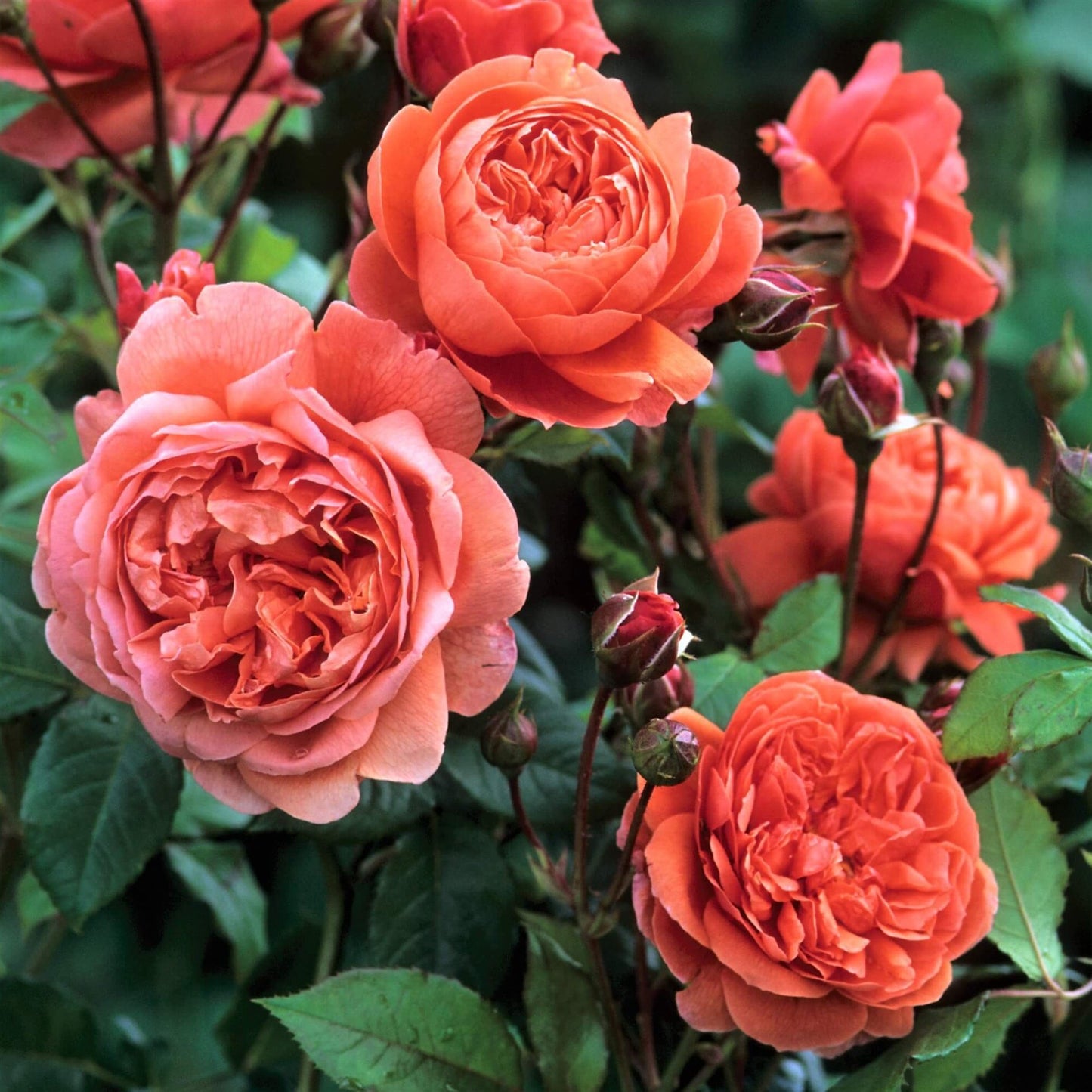 SUMMER SONG Trandafir floribunda