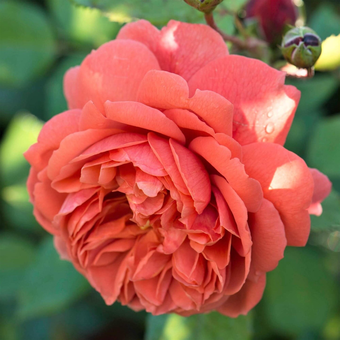 SUMMER SONG Trandafir floribunda