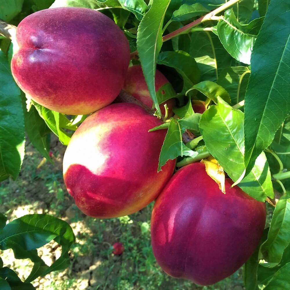 Nectarin VENUS Nectarin de anul 2 - coroana proiectata