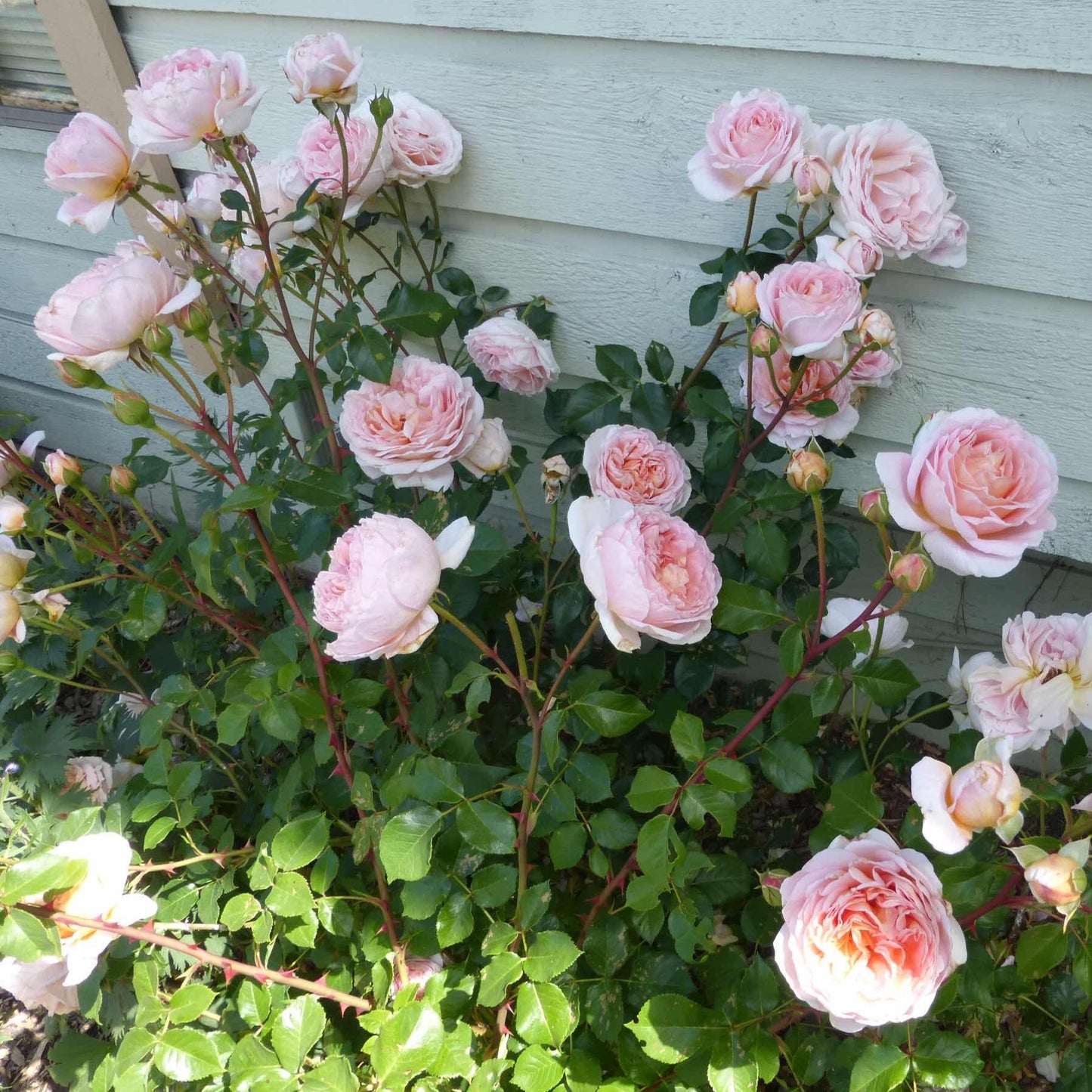 ABRAHAM DARBY Trandafir floribunda