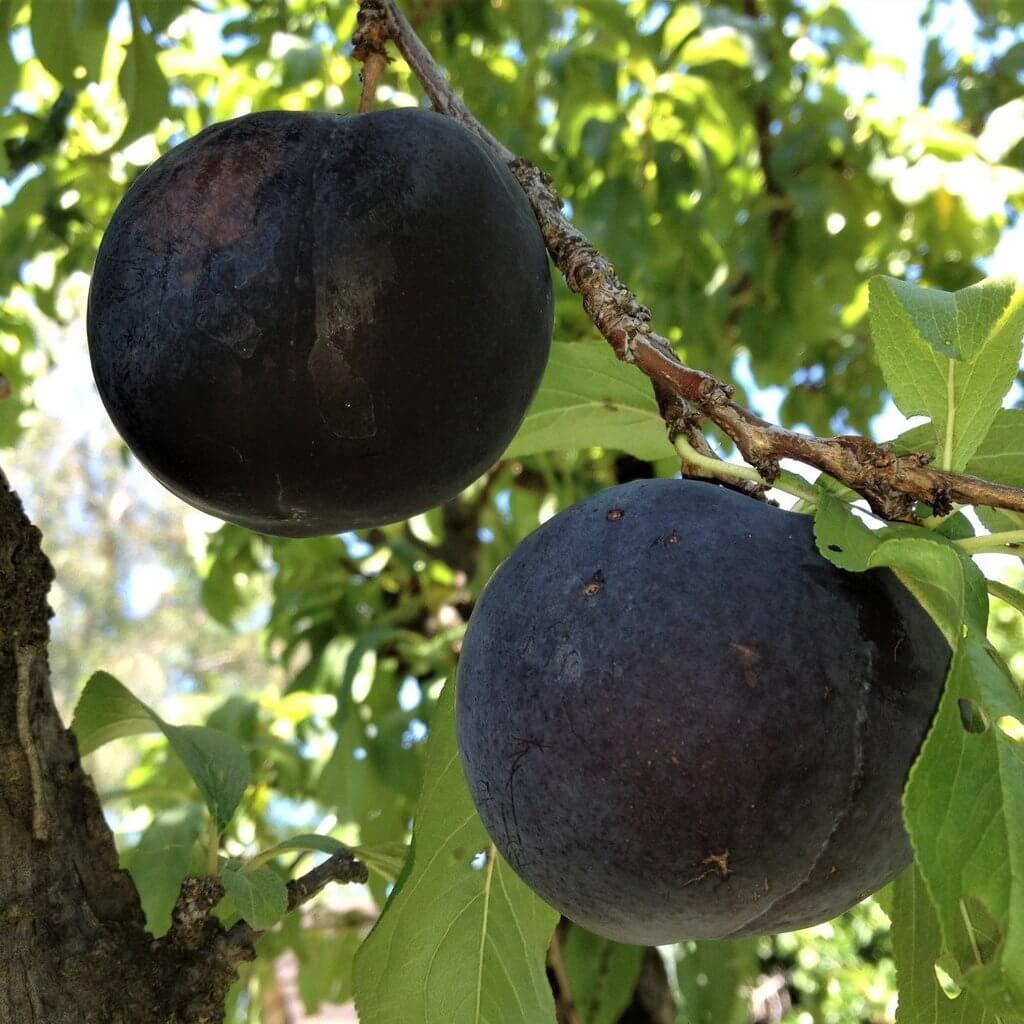 Prun BLACK SUN Prun de anul 2 - coroana proiectata