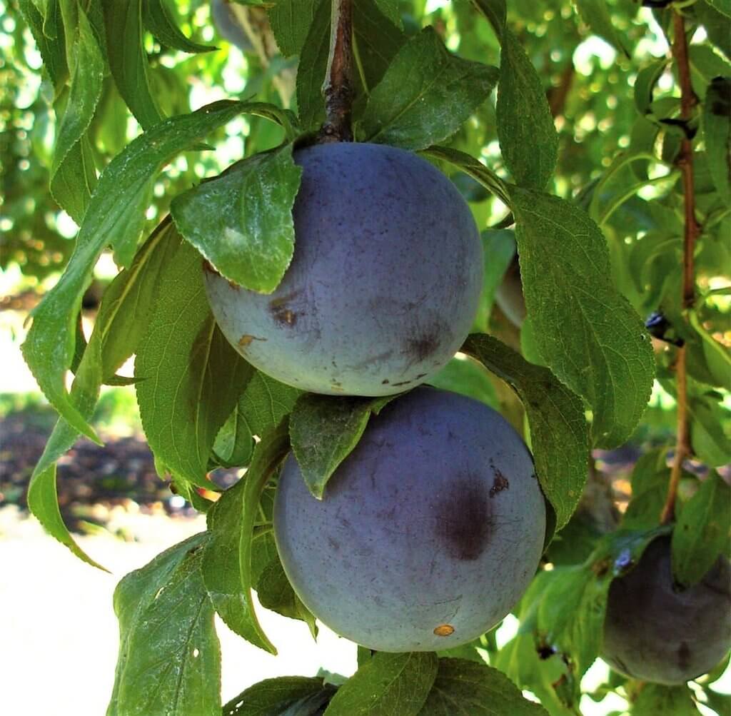 Prun BLACK SUN Prun de anul 2 - coroana proiectata