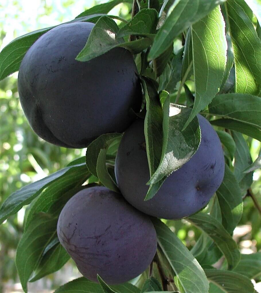 Prun BLACK SUN Prun de anul 2 - coroana proiectata