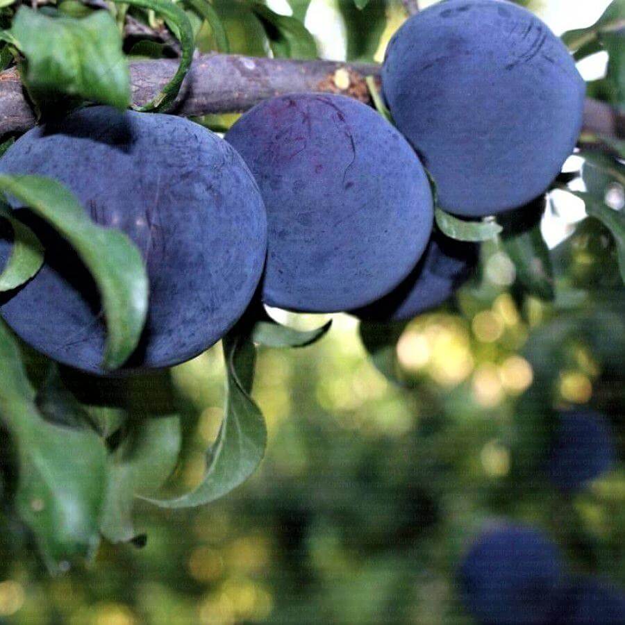 Prun BLACK SUN Prun de anul 2 - coroana proiectata