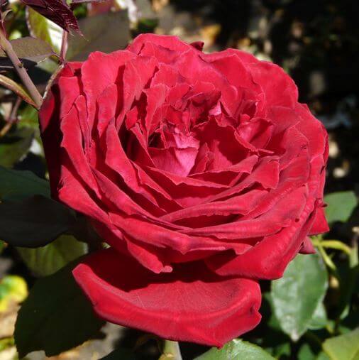 GPT. BOTERO Trandafir urcator