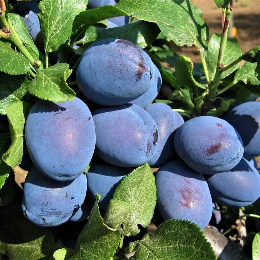 Prun CACANSKA LEPOTICA - Pepiniera Jardina