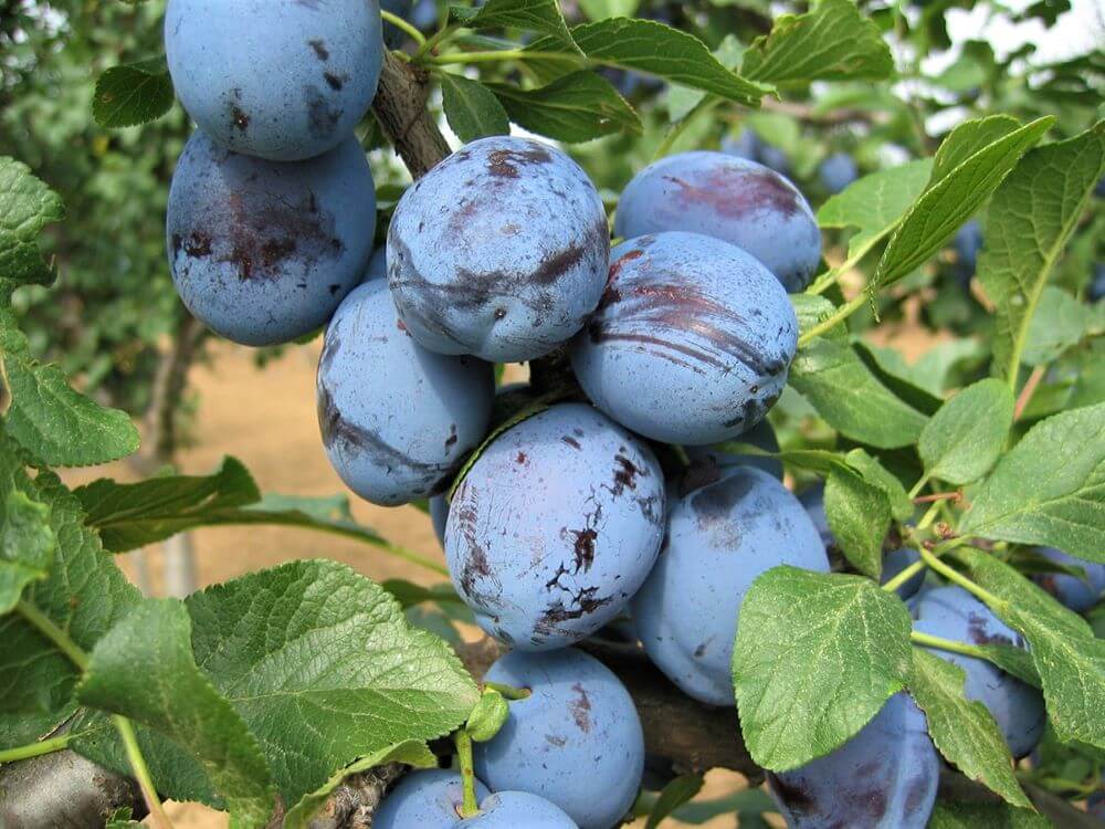 Prun CACANSKA LEPOTICA - Pepiniera Jardina