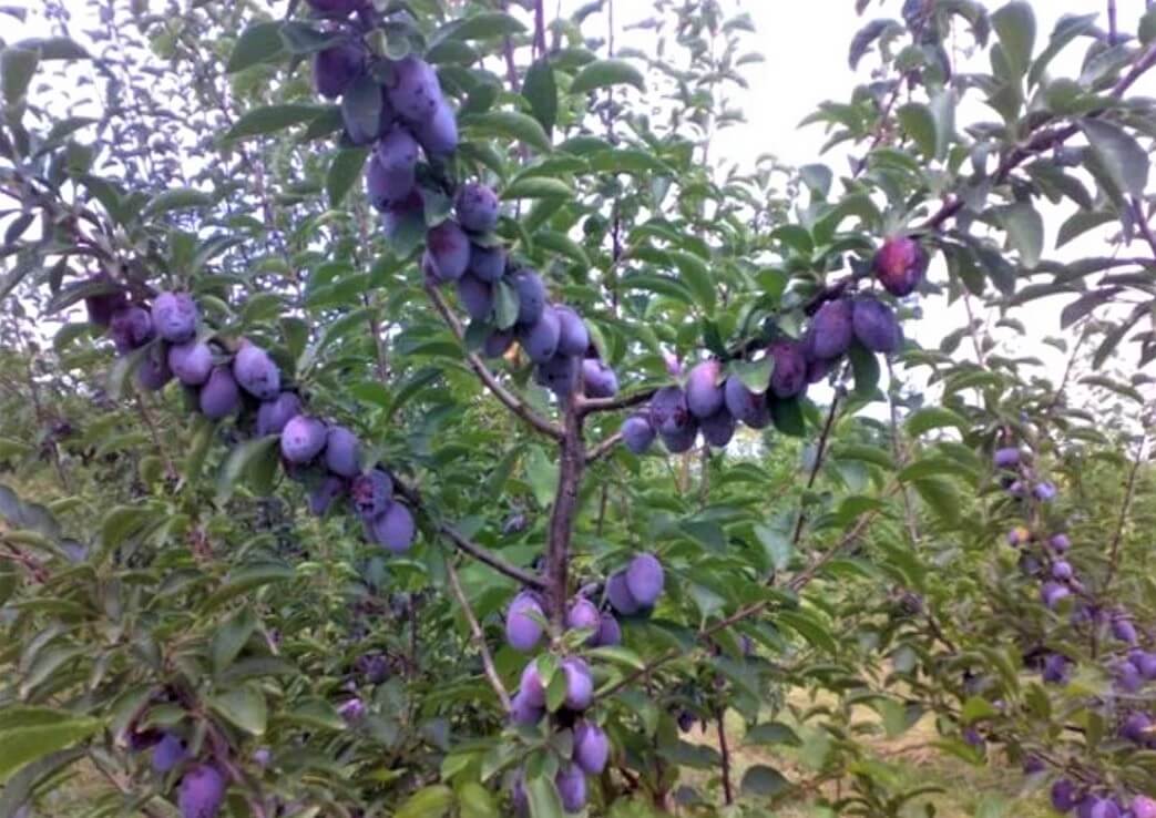 Prun CACANSKA LEPOTICA Prun de anul 2 - coroana proiectata