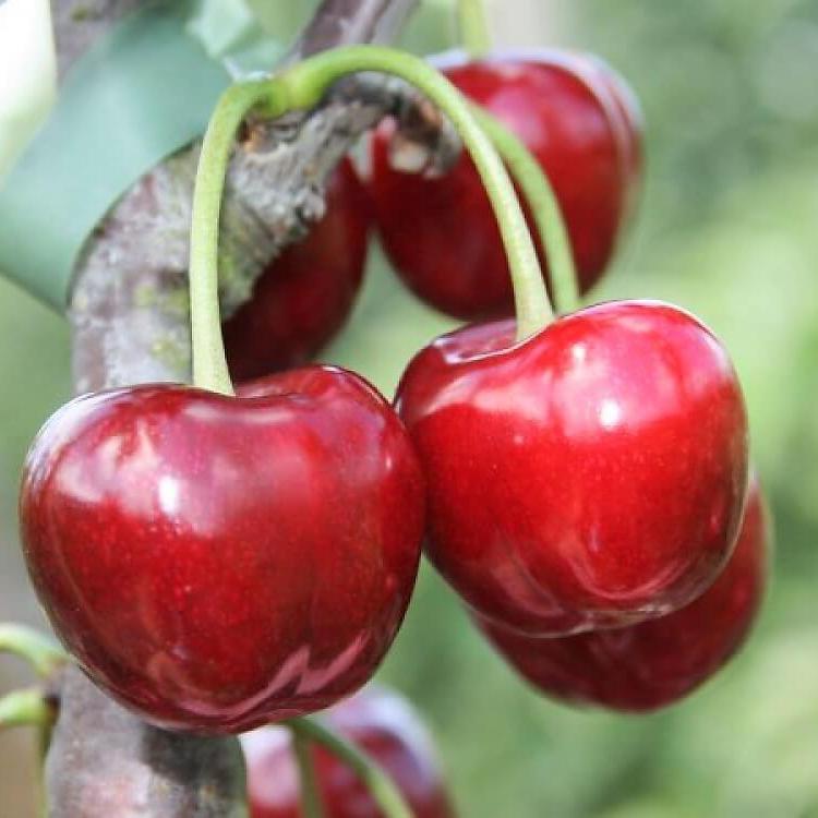 Cires CARMEN Cires de anul 2 - coroana proiectata