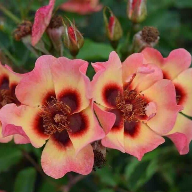 FANCY BABYLON EYES Trandafir floribunda