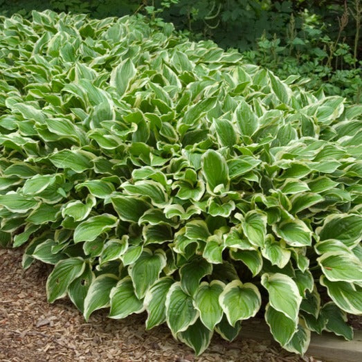 Hosta : SO SWEET - Pepiniera Jardina