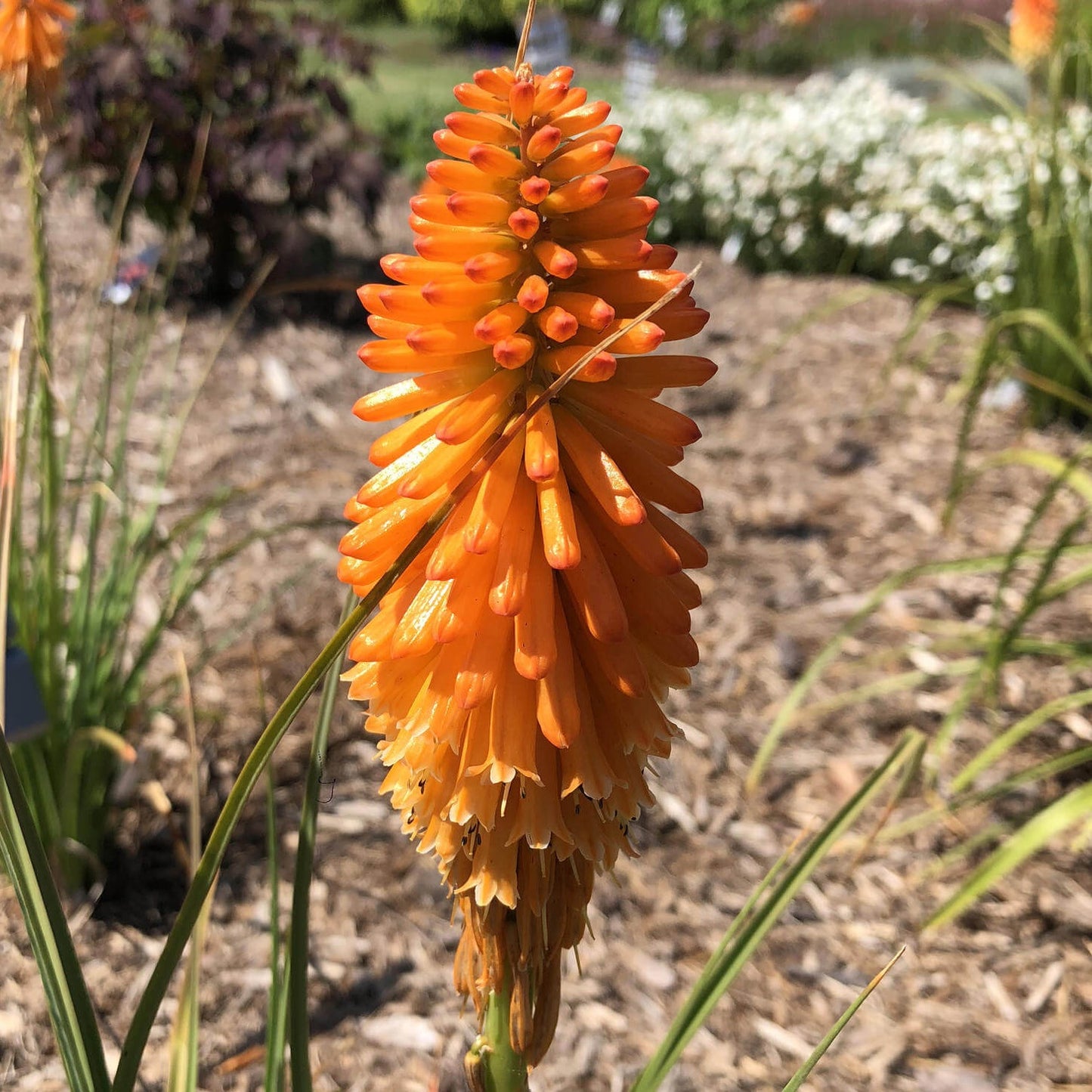 Kniphofia uvaria : PYROMANIA ORANGE BLAZE Perene Superbe