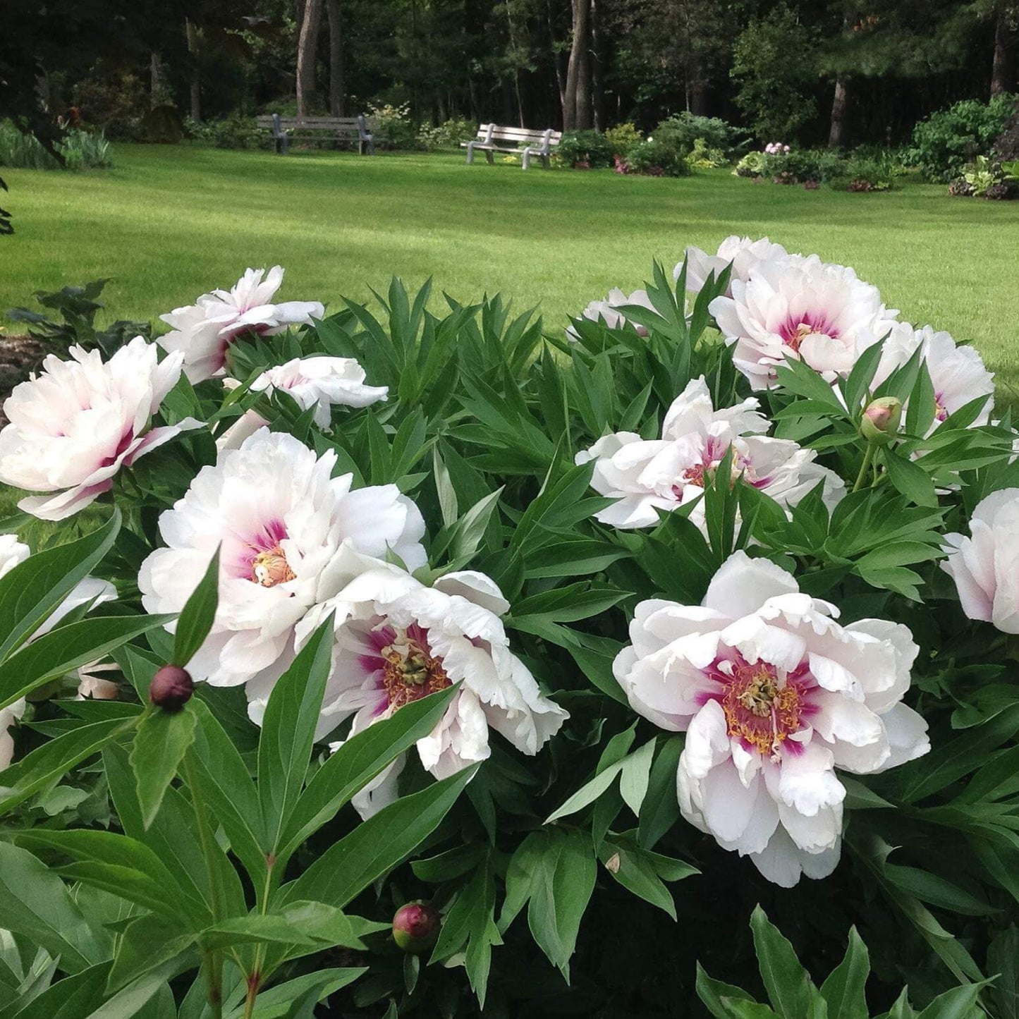 Paeonia itoh : CORA LOUISE Perene Superbe