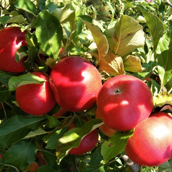 Mar IDARED - Pepiniera Jardina