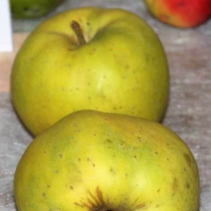 Mar BELLE FLEUR JAUNE - Pepiniera Jardina