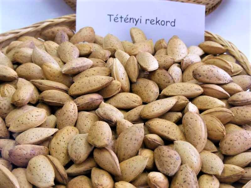 Migdal Tetenyi Record Migdal de anul 2 - coroana proiectata