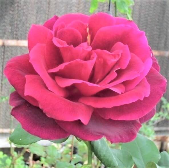 MISTER LINCOLN - Pepiniera Jardina