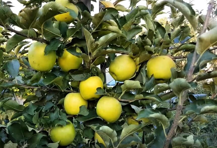 Mar MUTSU - Pepiniera Jardina