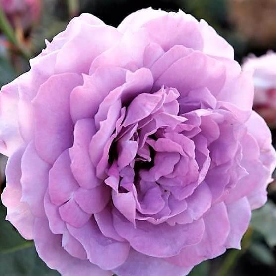 NOVALIS Trandafir floribunda