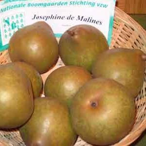 Par JOSEFINE DE MALINES Par de anul 2 - coroana proiectata